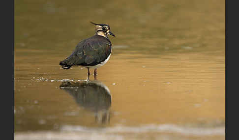 Kiebitz (Vanellus vanellus)