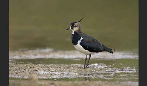 Kiebitz (Vanellus vanellus)