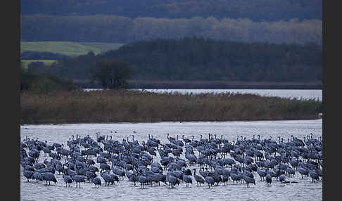 Kranich (Grus grus)