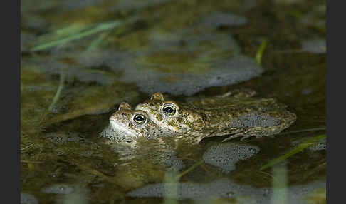 Kreuzkröte (Bufo calamita)