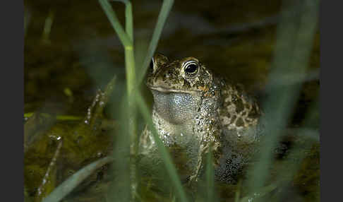 Kreuzkröte (Bufo calamita)