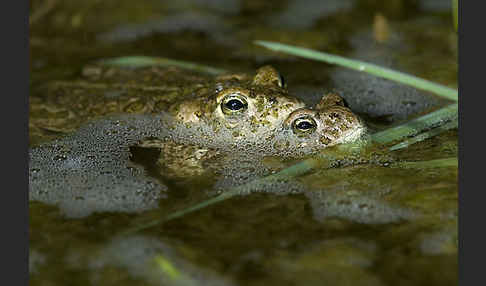 Kreuzkröte (Bufo calamita)