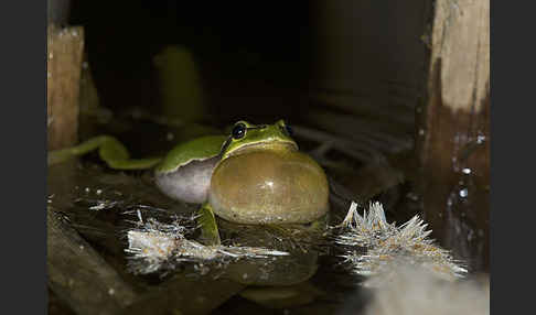 Laubfrosch (Hyla arborea)