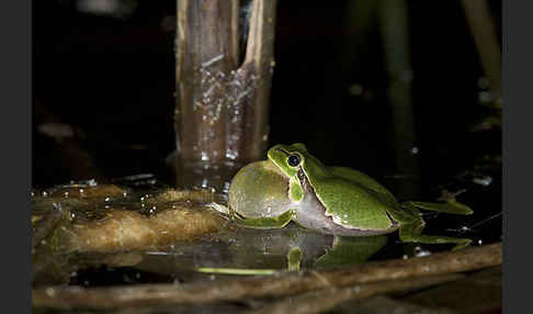 Laubfrosch (Hyla arborea)