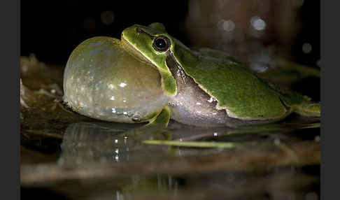 Laubfrosch (Hyla arborea)