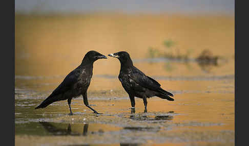 Rabenkrähe (Corvus corone corone)