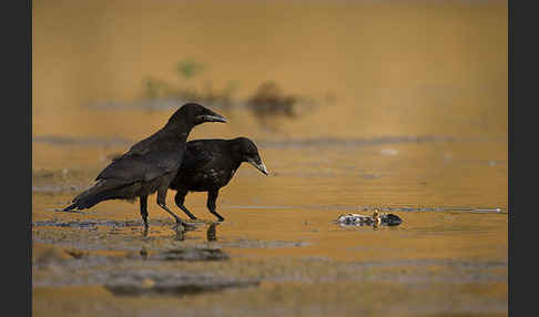 Rabenkrähe (Corvus corone corone)