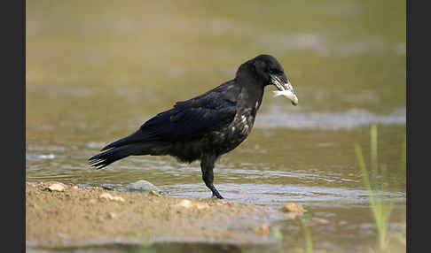 Rabenkrähe (Corvus corone corone)