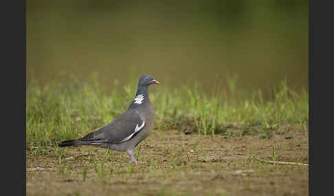 Ringeltaube (Columba palumbus)