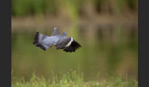 Ringeltaube (Columba palumbus)