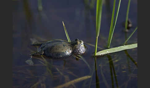 Rotbauchunke (Bombina bombina)