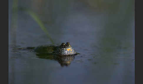 Rotbauchunke (Bombina bombina)