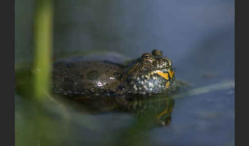 Rotbauchunke (Bombina bombina)