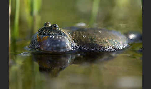 Rotbauchunke (Bombina bombina)