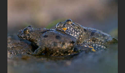 Rotbauchunke (Bombina bombina)