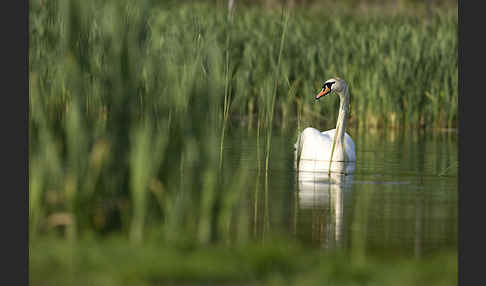 Höckerschwan (Cygnus olor)