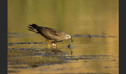 Schwarzmilan (Milvus migrans)