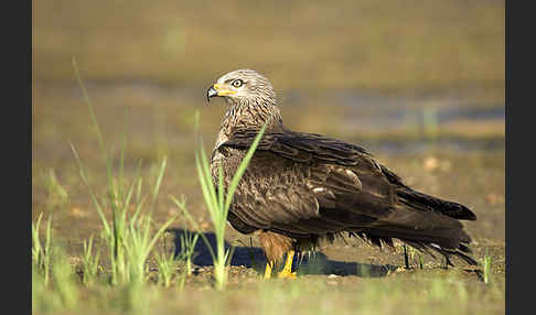 Schwarzmilan (Milvus migrans)