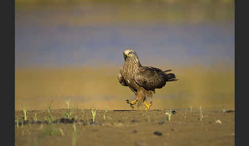 Schwarzmilan (Milvus migrans)