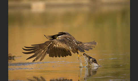 Schwarzmilan (Milvus migrans)