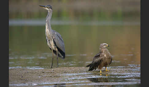 Schwarzmilan (Milvus migrans)