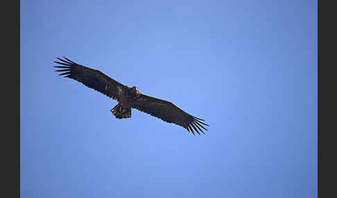 Seeadler (Haliaeetus albicilla)