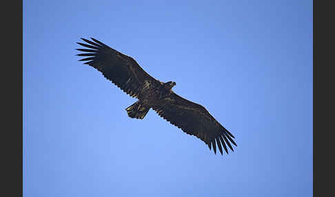 Seeadler (Haliaeetus albicilla)