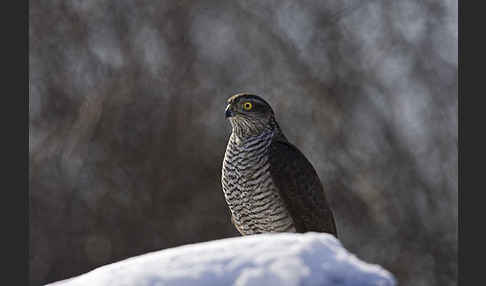 Sperber (Accipiter nisus)