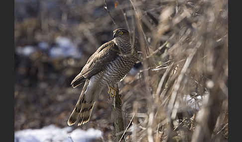 Sperber (Accipiter nisus)