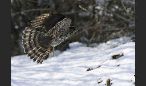 Sperber (Accipiter nisus)