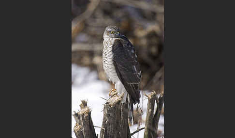 Sperber (Accipiter nisus)