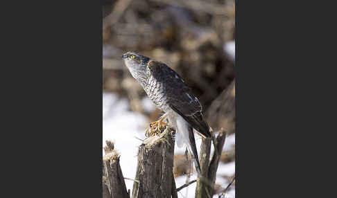 Sperber (Accipiter nisus)