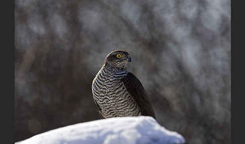 Sperber (Accipiter nisus)