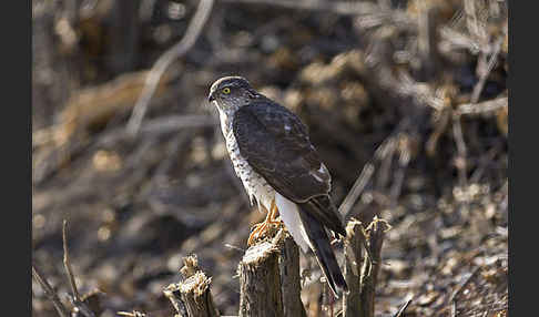 Sperber (Accipiter nisus)