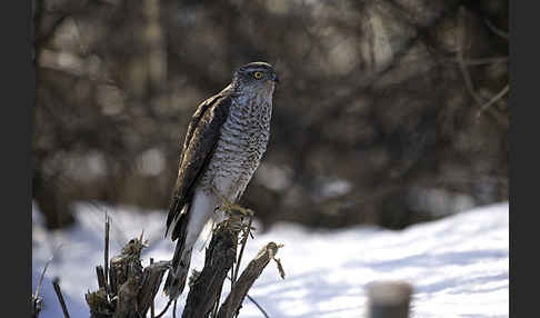 Sperber (Accipiter nisus)