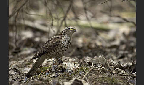 Sperber (Accipiter nisus)