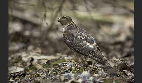 Sperber (Accipiter nisus)