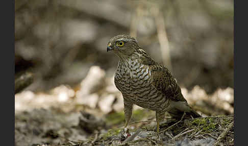 Sperber (Accipiter nisus)