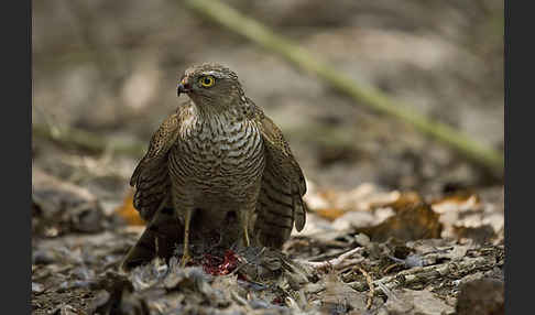 Sperber (Accipiter nisus)