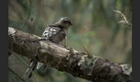 Sperber (Accipiter nisus)