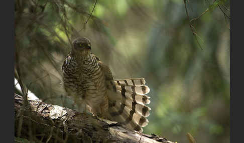 Sperber (Accipiter nisus)