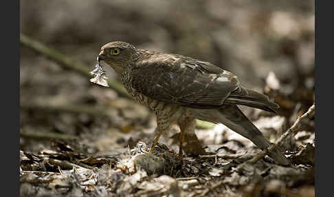 Sperber (Accipiter nisus)