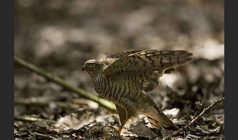 Sperber (Accipiter nisus)