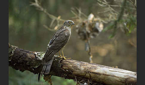 Sperber (Accipiter nisus)