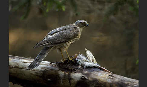 Sperber (Accipiter nisus)