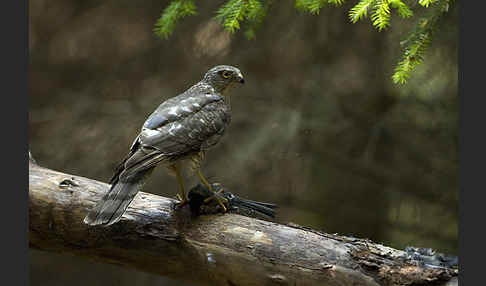 Sperber (Accipiter nisus)