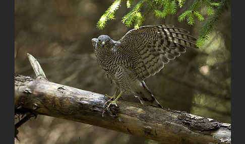 Sperber (Accipiter nisus)