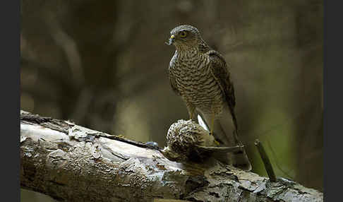 Sperber (Accipiter nisus)