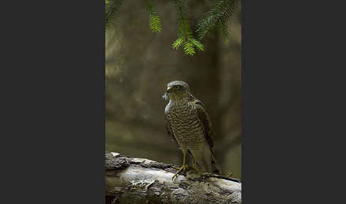 Sperber (Accipiter nisus)