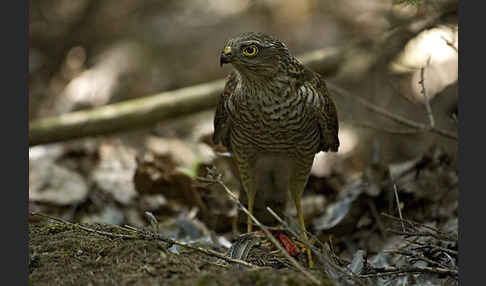 Sperber (Accipiter nisus)